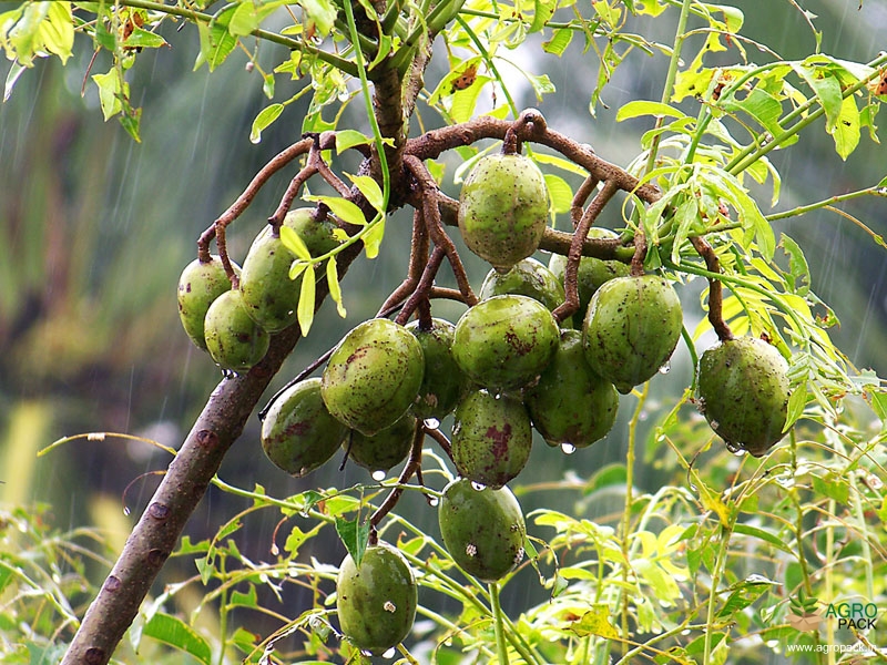 Hog-Plum1