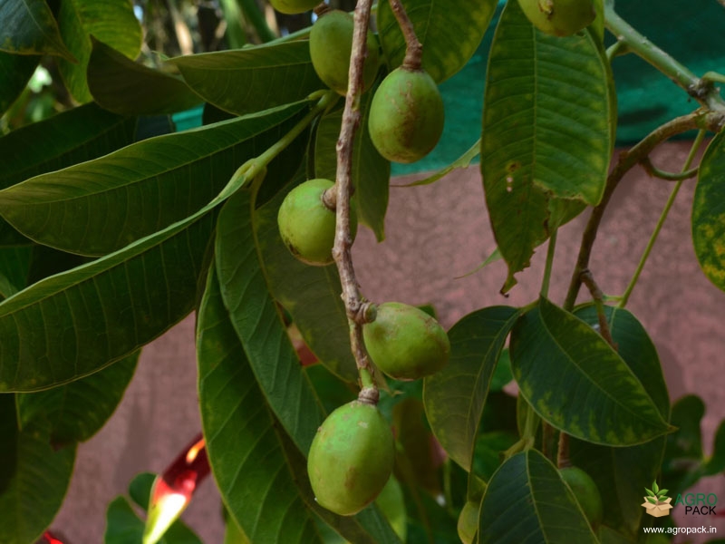 Hog-Plum2