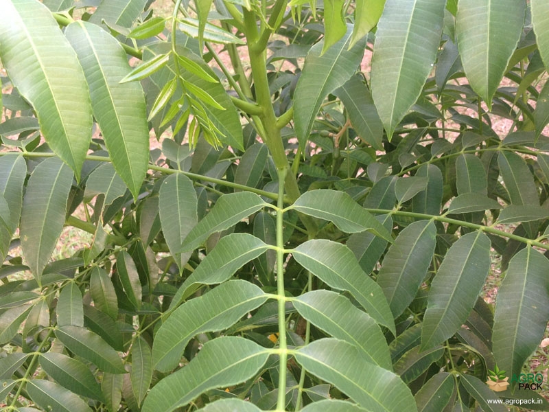 Hog-Plum3