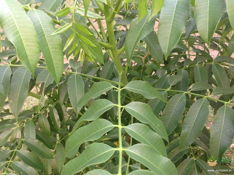 Hog-Plum3