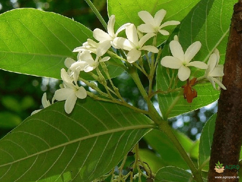 Holarrhena-pubescens2