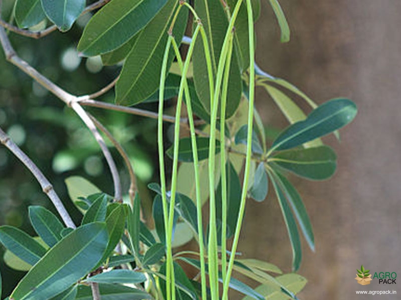 Holarrhena-pubescens3