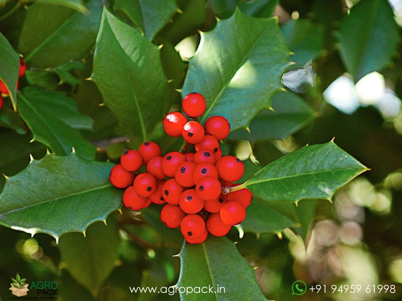Holly2