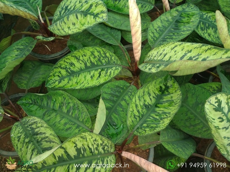 Homalomena-Selbys-Select1