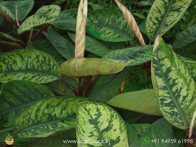 Homalomena-Selbys-Select2