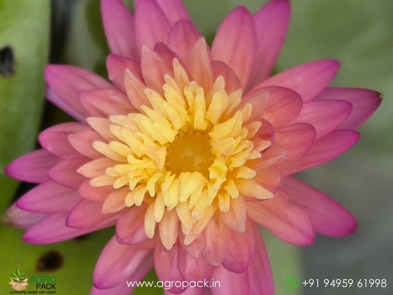 Honey-Dew-Tropical-Water-Lilly1
