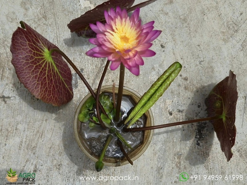 Honey-Dew-Tropical-Water-Lilly2