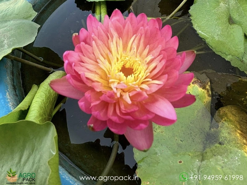 Honey-Dew-Tropical-Water-Lilly4