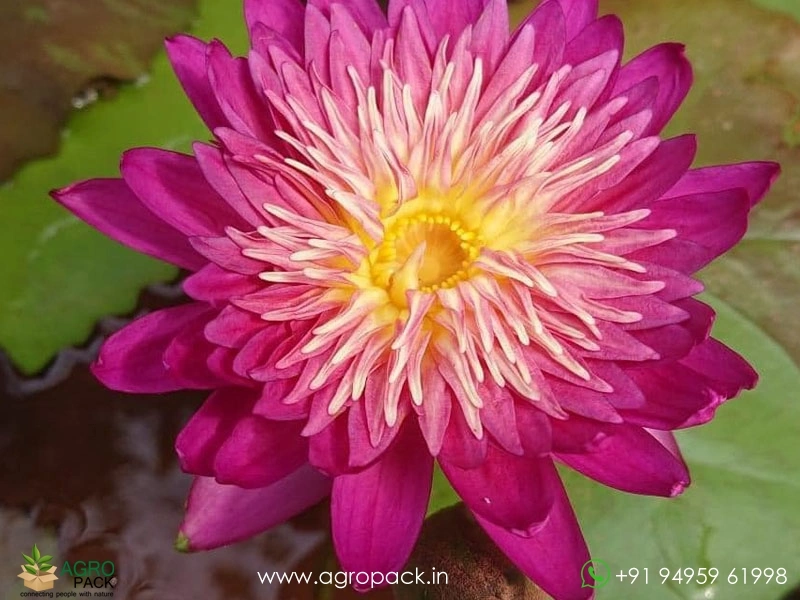 Honey-Dew-Tropical-Water-Lilly5