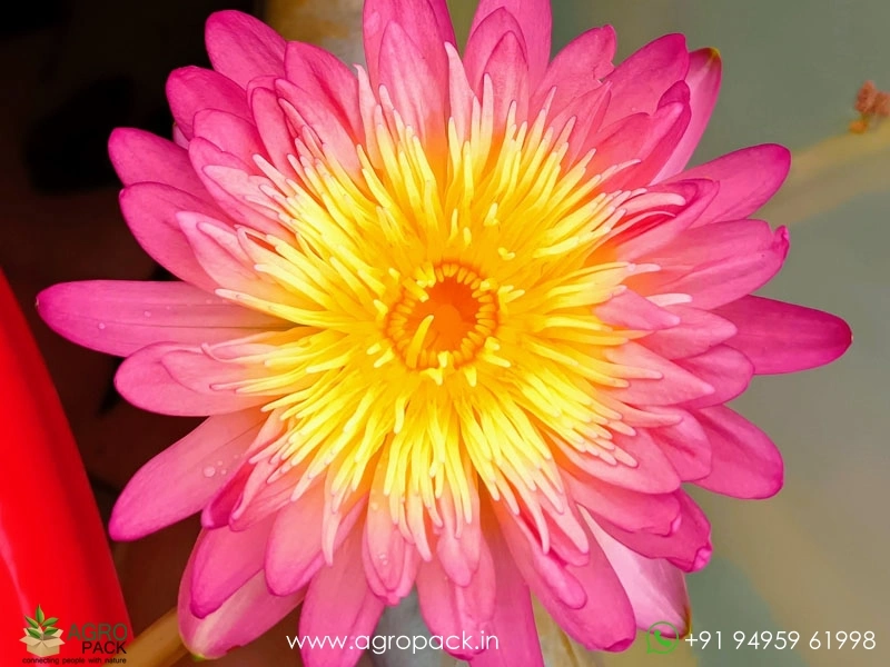 Honey-Dew-Tropical-Water-Lilly6