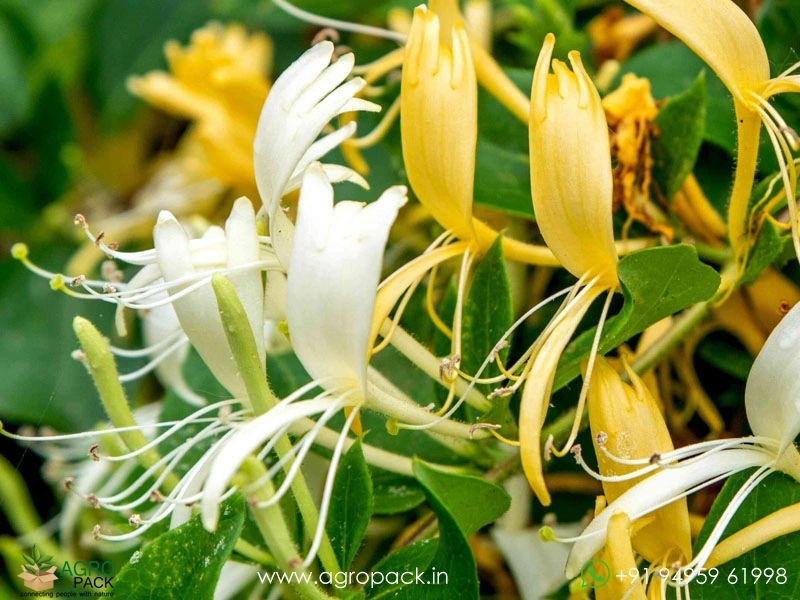 Honey-Suckle-Vine1
