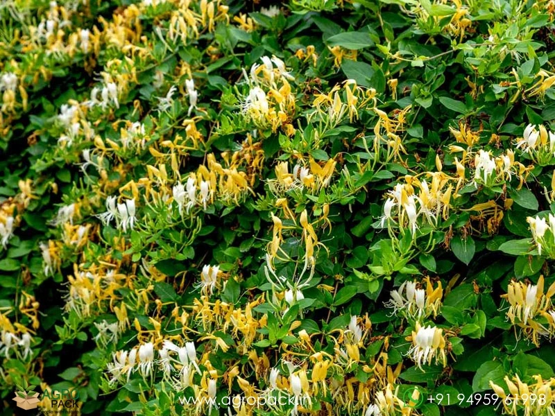 Honey-Suckle-Vine2