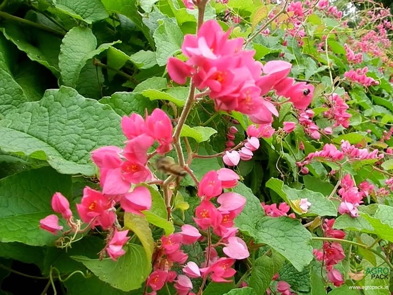 Honolulu-Creeper2