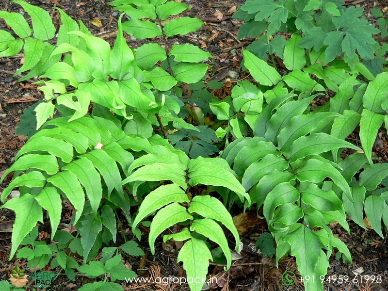 House-Holly-Fern2