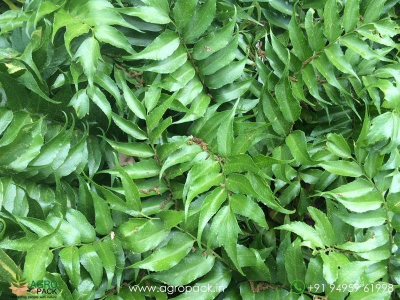 House-Holly-Fern3