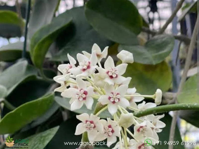 Hoya-Australis1