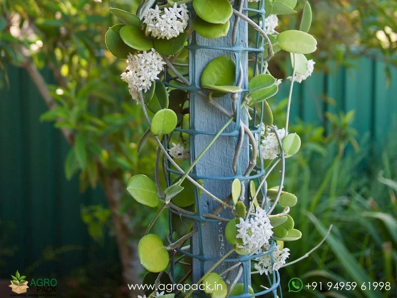 Hoya-Australis3