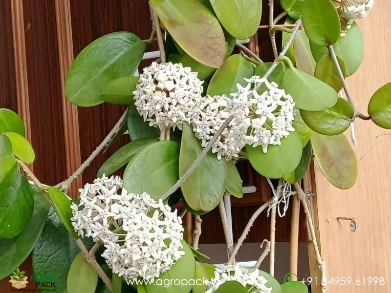Hoya-Australis4