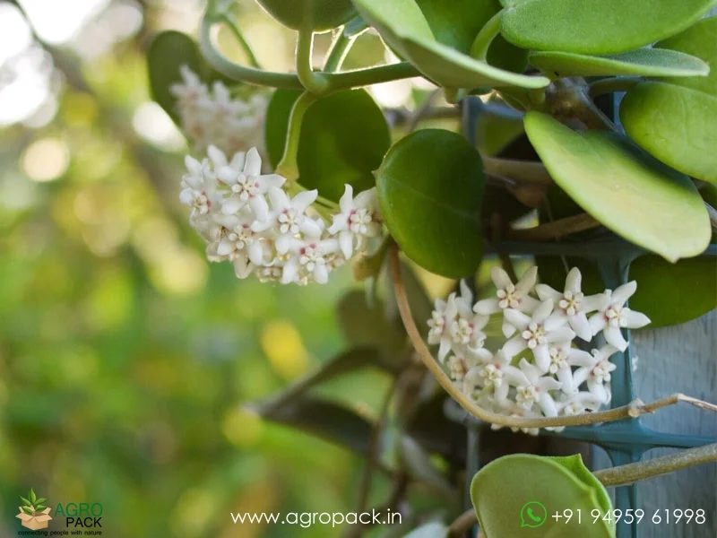 Hoya-Australis5