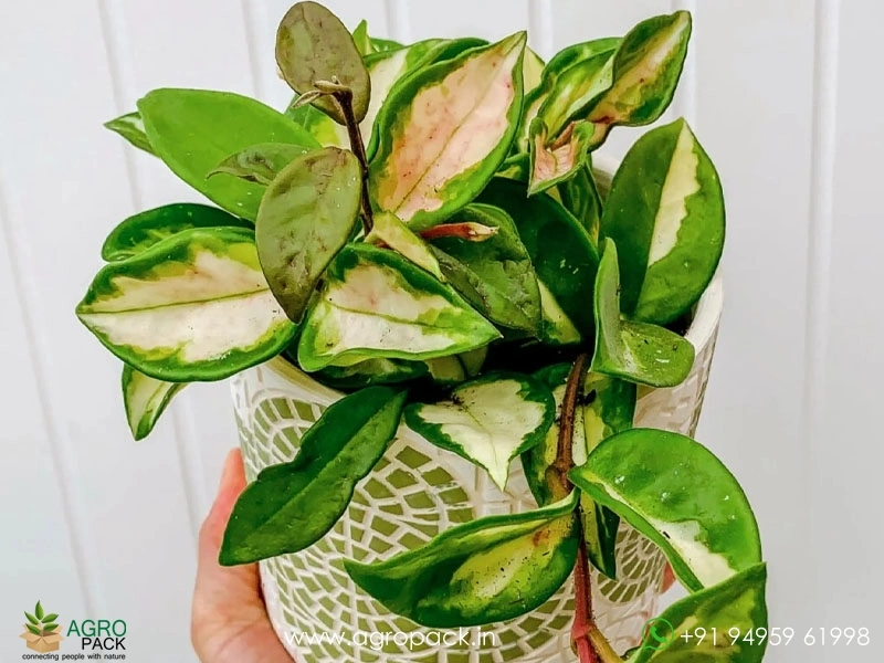 Hoya-Carnosa-Krimson-Princess2