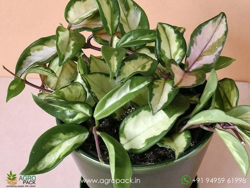 Hoya-Carnosa-Tricolor2