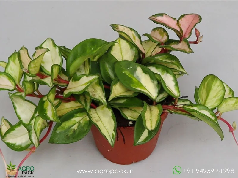 Hoya-Carnosa-Tricolor4