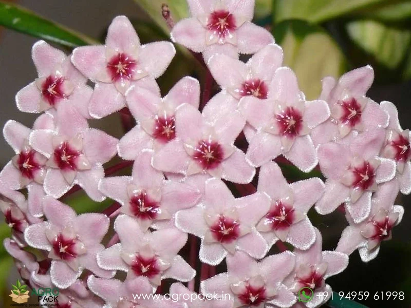 Hoya-Carnosa-Tricolor5
