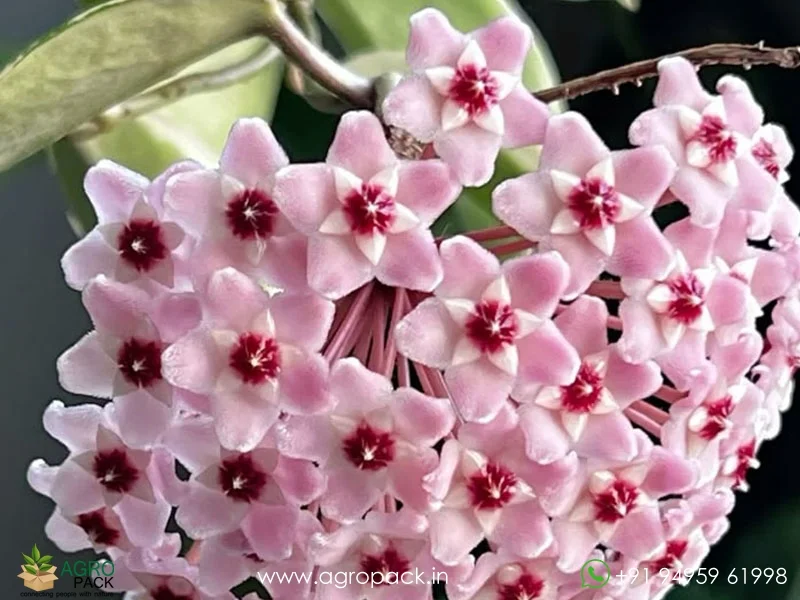 Hoya-Carnosa-Tricolor6