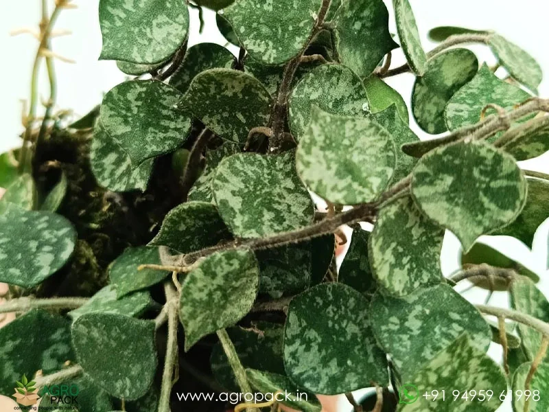 Hoya-Curtisii-Albo2