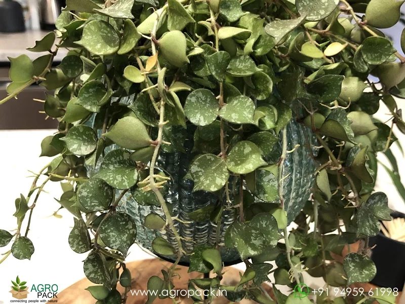 Hoya-Curtisii-Albo3