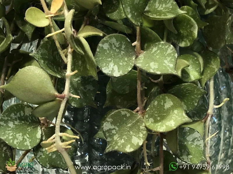 Hoya-Curtisii-Albo5