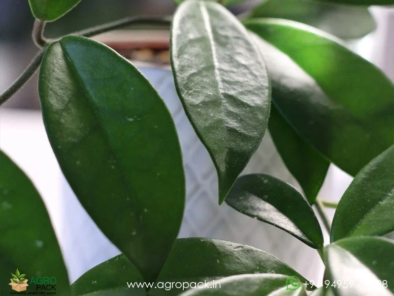 Hoya-Green-Carnosa1