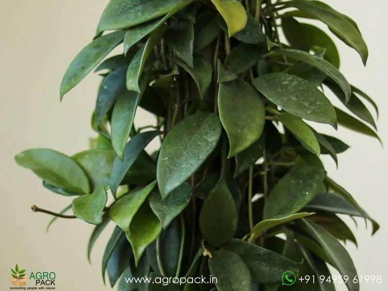 Hoya-Green-Carnosa2