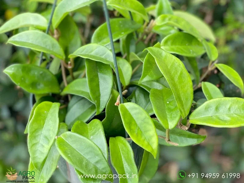 Hoya-Green-Carnosa3