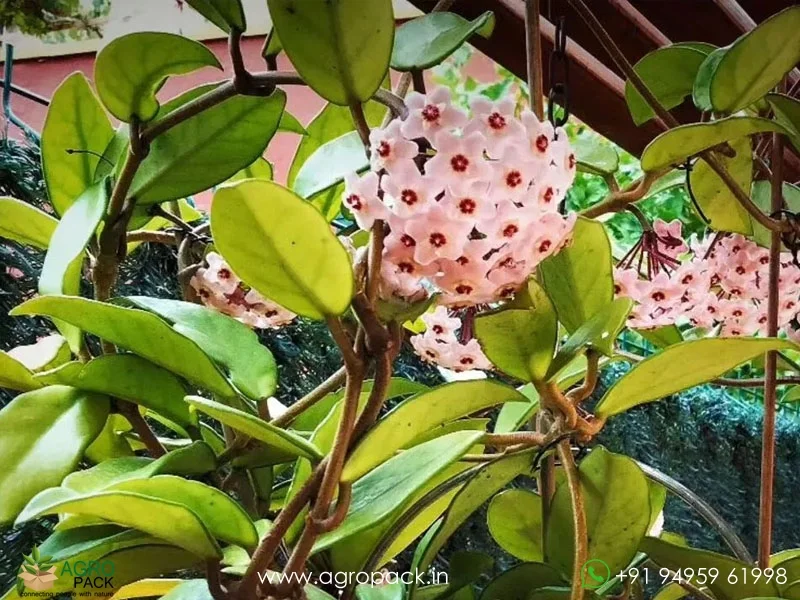 Hoya-Green-Carnosa4