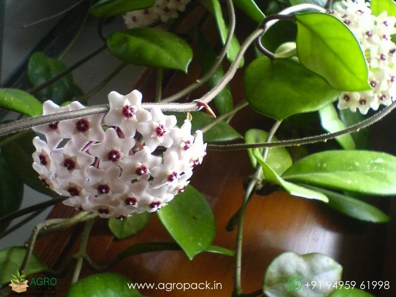 Hoya-Green-Carnosa5