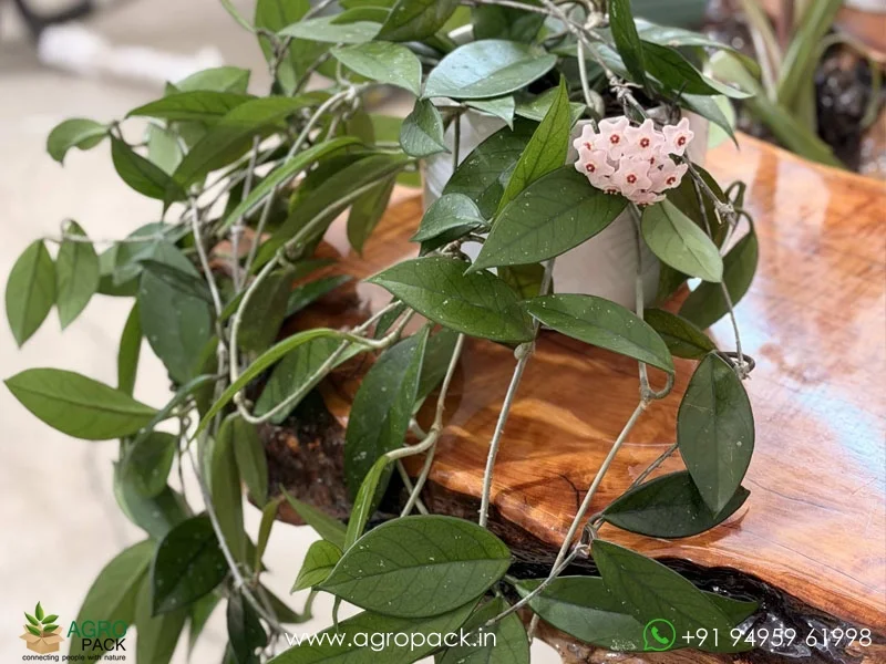 Hoya-Green-Carnosa6