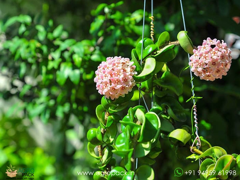 Hoya-Hindu-Rope1