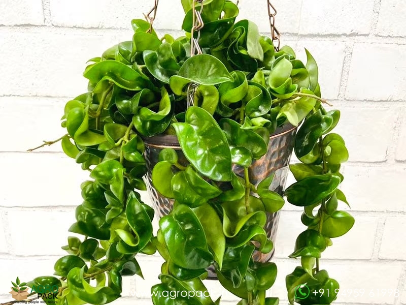 Hoya-Hindu-Rope2