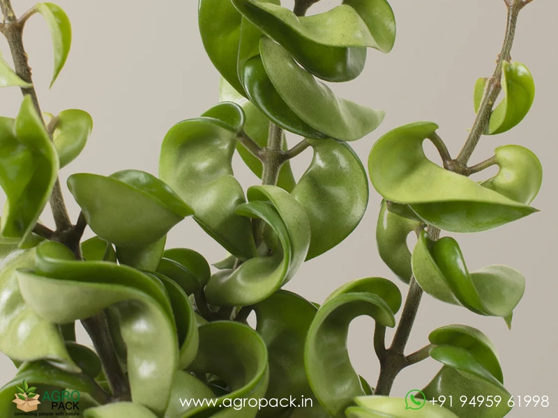 Hoya-Hindu-Rope4
