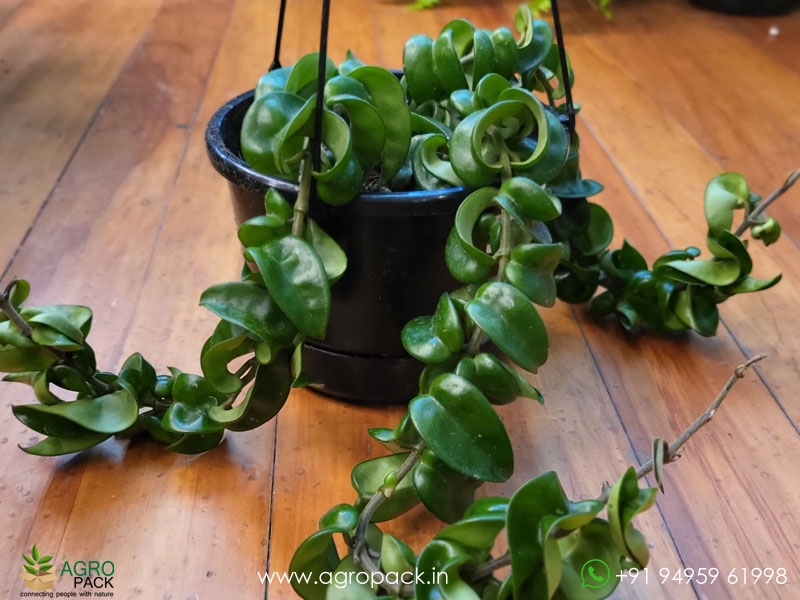 Hoya-Hindu-Rope5