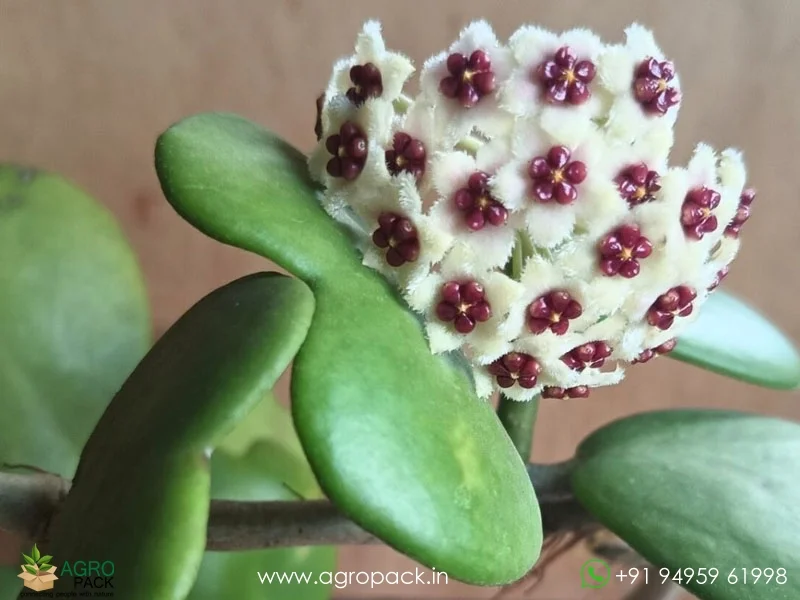 Hoya-Kerrii1