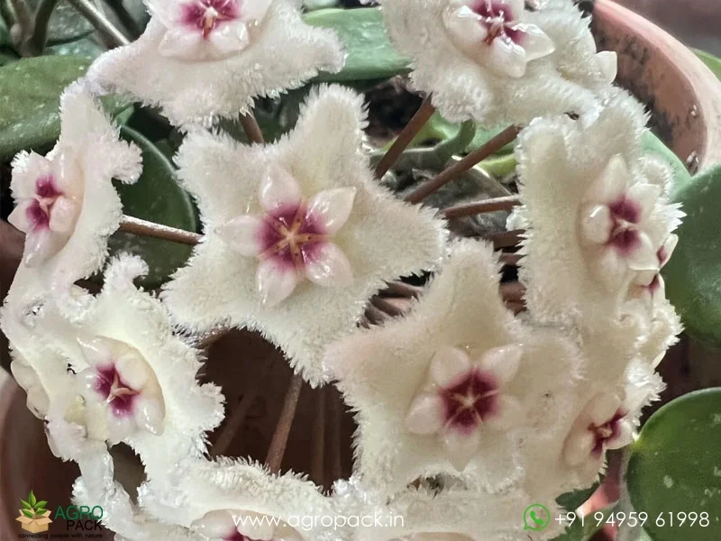 Hoya-Mathilde2