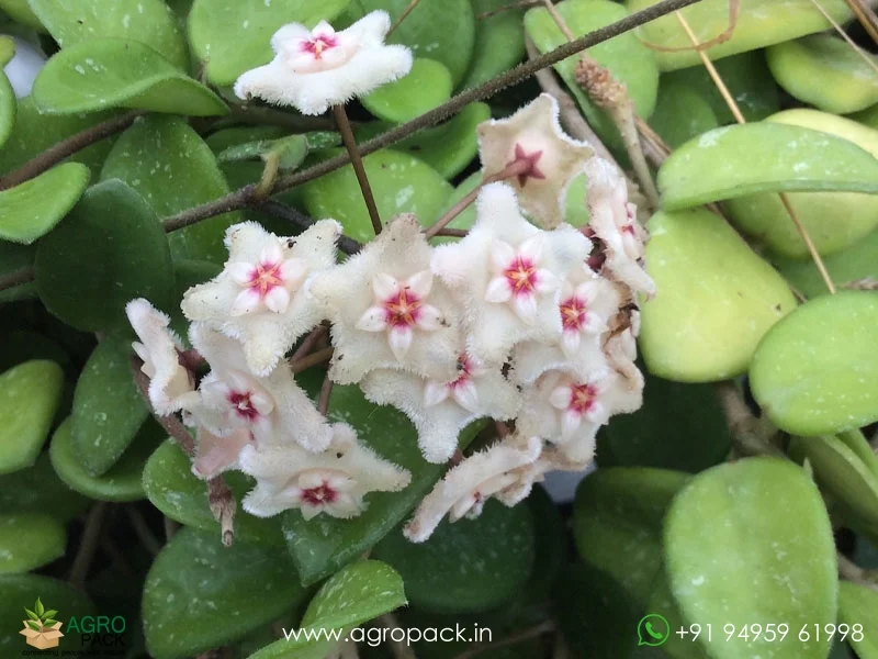 Hoya-Mathilde5