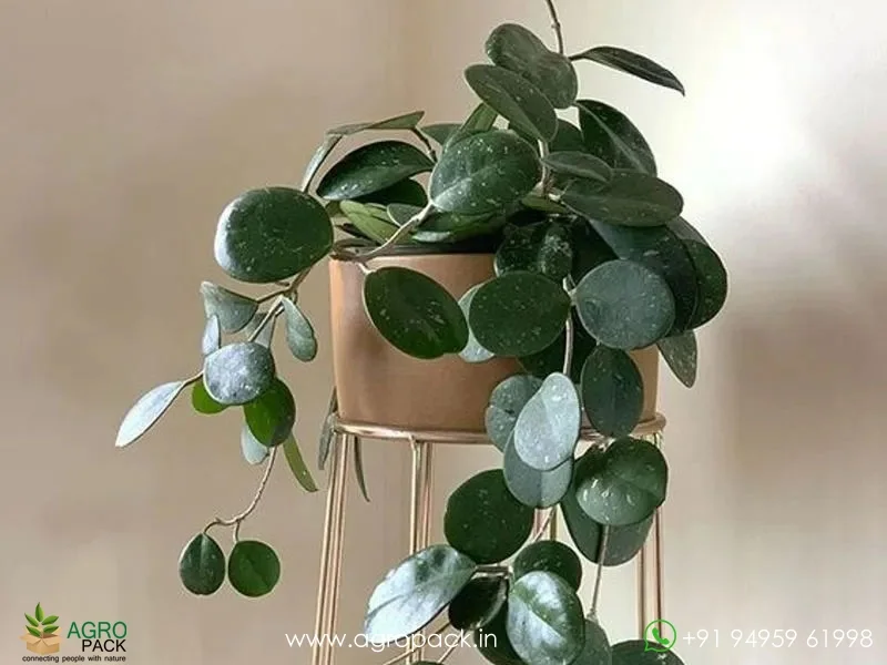 Hoya-Obovata1