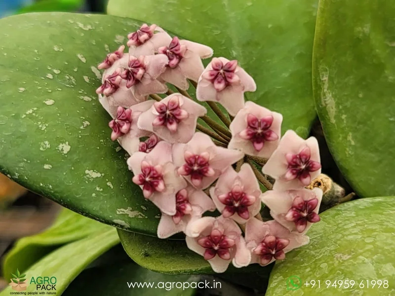 Hoya-Obovata2