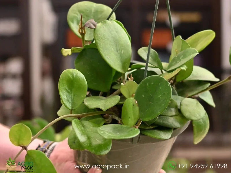 Hoya-Obovata3
