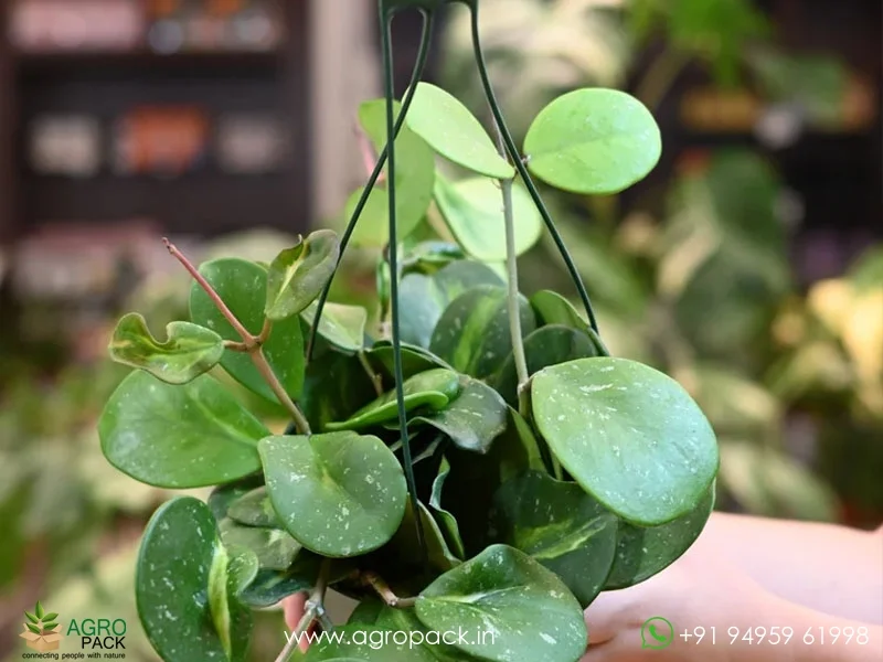 Hoya-Obovata4