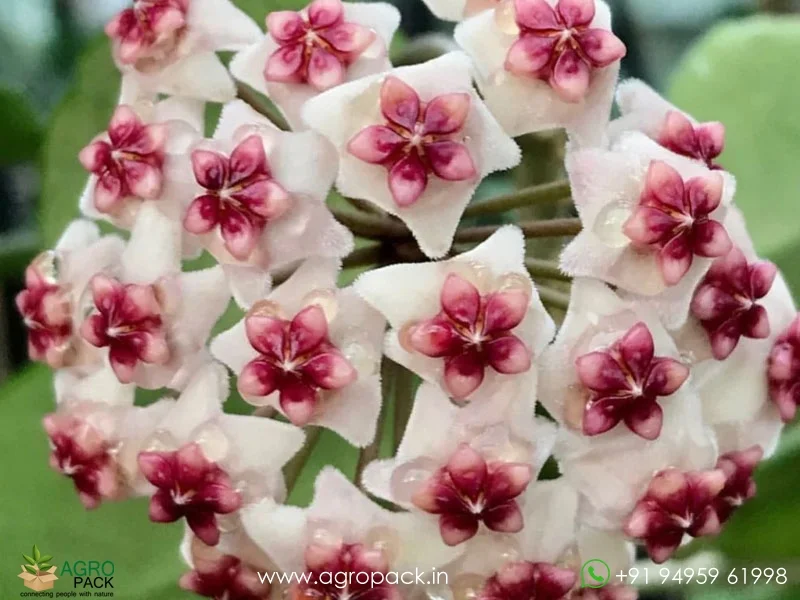 Hoya-Obovata5