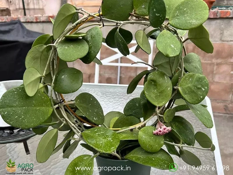 Hoya-Obovata6